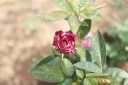 EUM20250505SOC35.jpg